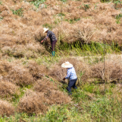 “中油杂501”实现盐碱地上高产高油
