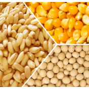 芝加哥农产品期价14日下跌