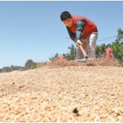 “喜看丰收粮满仓！” 多地麦收喜迎丰收