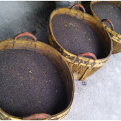 终端收购消极 菜籽继续下跌