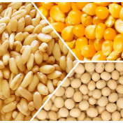 芝加哥农产品期价16日上涨