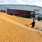 摆脱“进口依赖” 日媒称中国想方设法实现粮食自给
