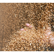 河南省已确定745个定点收储库点 挂牌敞开收购受损小麦