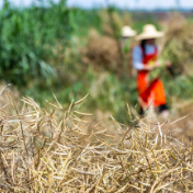 大型油厂不收 国产菜籽价跌