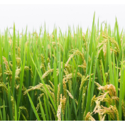 低镉早稻新品种亩产超500公斤