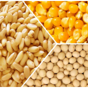 芝加哥农产品期价21日下跌