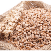 全国主产区收购小麦超3800万吨