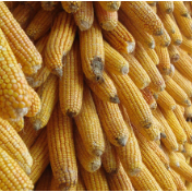 玉米价格像坐“过山车” 为何今年玉米库存这么低