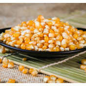 定向稻谷有望投放 玉米价格或进一步走低