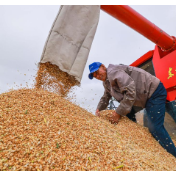 夏粮旺季收购进入集中上量阶段