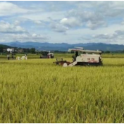 祁阳39万亩早稻开镰 计划7月中旬开始夏粮收购