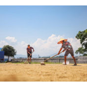 湖南蓝山：稻谷香 晒丰收