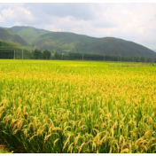 湖南加紧攻关水稻新品种