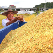 筑牢粮食安全法治基石