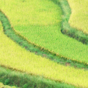 延续丰收良好形势 守牢粮食安全底线
