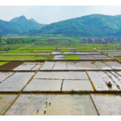 全力抗灾减灾 力夺粮食丰收