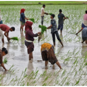 世界大米价格涨至12年最高