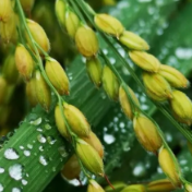 梅新育：降水分布失衡，放大杜苏芮雨灾冲击粮食市场风险