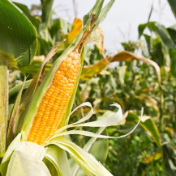 科研人员推广密植精准调控技术促进黄淮海玉米高产