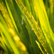 我国科研院所与国际水稻研究所加强合作推动水稻品种改良