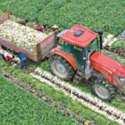 粮食产量连续9年稳定在1.3万亿斤以上——“三农”基本盘进一步夯实