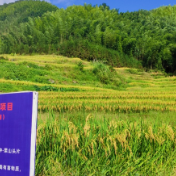 湖南新宁瑶乡优级富硒大米畅销市场