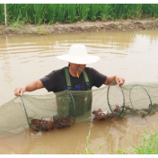 保障生态经济双丰收 首个稻渔领域国家标准发布