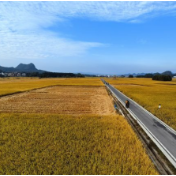 端稳“中国饭碗” 守好“大国粮仓”——写在第44个世界粮食日到来之际