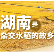 海报丨第44个“世界粮食日”