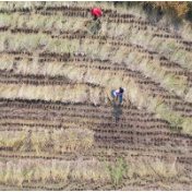 联合国报告：全球多地严重粮食不安全状况可能持续恶化