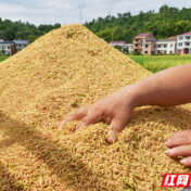 最低收购价托底作用显现 中晚稻市场价格小幅回升