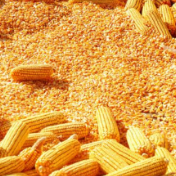 玉米原料需求形势向好