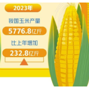 玉米增储提振市场信心