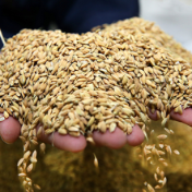 托市延期为东北粳稻“减压” 南方中晚稻市场需求“回暖”