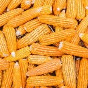 玉米增储提信心 大国“粮仓”筑得牢