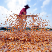 中国着力夯实粮食安全根基