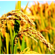 政策呵护下，国内稻米市场走势好于预期