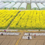 夏季粮油丰收基础稳固