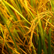 稻谷最低收购价政策实施20年 我国稻谷生产经历了哪些变化？