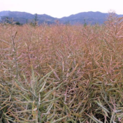 短生育期油菜产量增幅超50%——增粮扩油再添生力军