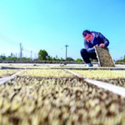 仓廪实 粮农富 饭碗固 ——全国政协双周协商座谈会建言夯实粮食安全根基