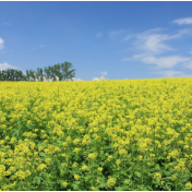 我国高含油量油菜育种取得新突破