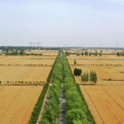 为农服务“一条龙”　守护夏粮好“丰”景——“三夏”农业社会化服务观察