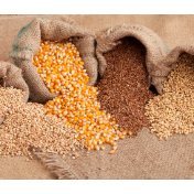 9月国际市场：粮价震荡波动 油脂以降为主