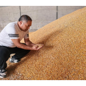 农发行出台十条措施全力保障连阴雨天气影响地区粮食收购