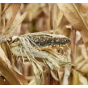 多地阴雨连绵，发霉的粮食会流入餐桌吗？