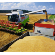 年产量稳定在1.3万亿斤以上 国家粮食安全得到有效保障