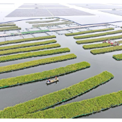 安徽淮南：漂浮式水稻获丰收