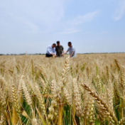 今年夏粮收购旺季累计收购小麦1.08亿吨