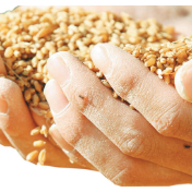 自觉行动实现“粮食节约人人有责”